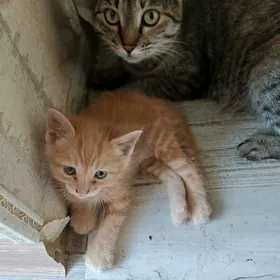 отдам котят  в добрые  руки