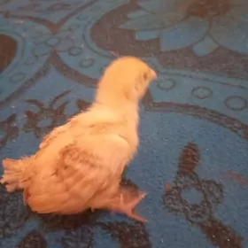 jüýje. köneürgenç.