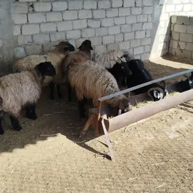 issek hem cewis hem geci