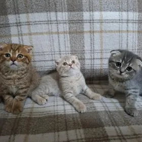 шотланские котята