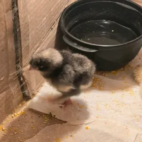 Brama Karlik juyjeler