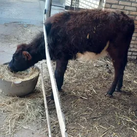 göleli sygyrlar/öküzler