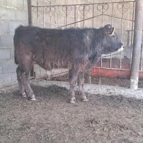 Arassa şiwes öküz