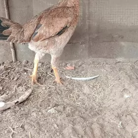 байсы товык