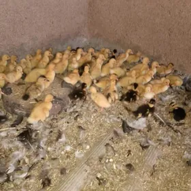 Yasylbas juyje we yumurtga