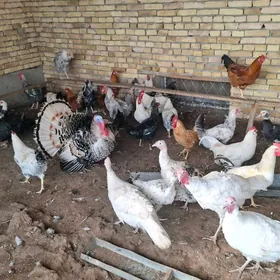 satlyk towuk,horaz,indyuk