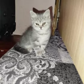 шотландские котята