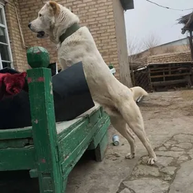 ИТ. Алабай.Еннилмедик.