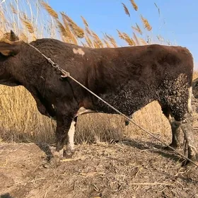 Semiz öküzler,Семиз окузлер.