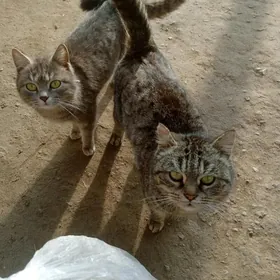 добрые руки