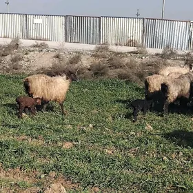 gozyly goyn boğaz goyun