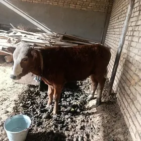 Gulajyn gole bakylyan