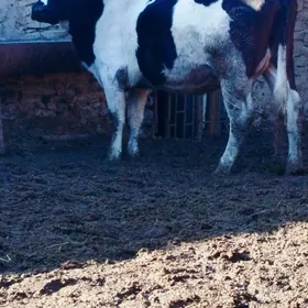 Galaşdeÿyn Gölely sygyr