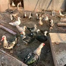 домашние птицы