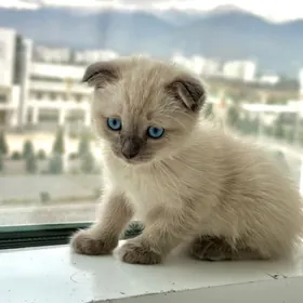 Siamski Şatlanski garşyk pişik