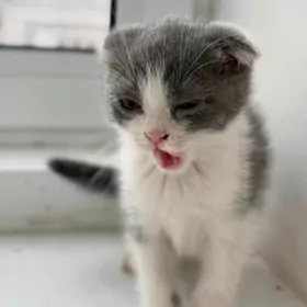 Şatlanski pişik 󠁧󠁢󠁳󠁣󠁴󠁿