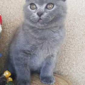 Продаю котенка