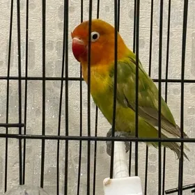 Попугай - Popugay