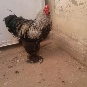 brama horaz  abmen tavuk