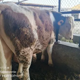 simental smental okuz