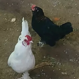 КАРЛЫК ПАРА