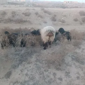 koc we owlakly gecii