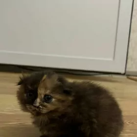 вислоухие котята