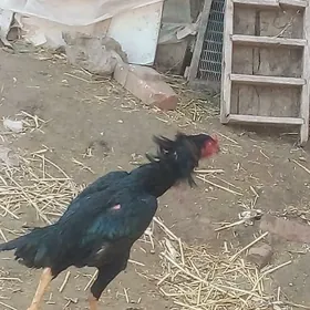 BAÝSOW HORAZ SATLYK