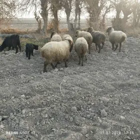 госемиз гойунлар гысыр