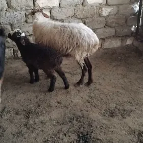 MAL GOYUN GUZLI GEÇI