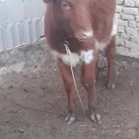 окуз ве гачар гибрит