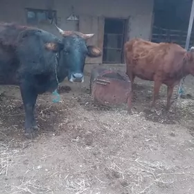 Ýetik bogaz sygyrlar