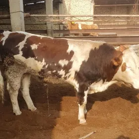 сменталлар 1.5 яш