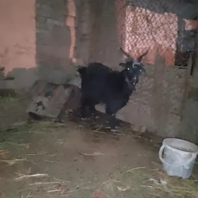 boğaz geci owlakly geci