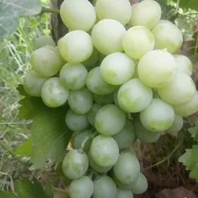 Düye gumalak üzüm çybyk.