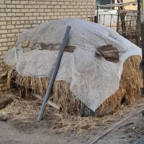 Арассажа от