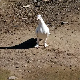 kepderi голуби