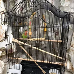 Popugay/Попугай