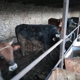 Baklykda duran öküzler