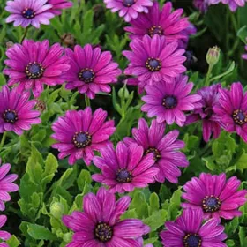 Остеоспермум