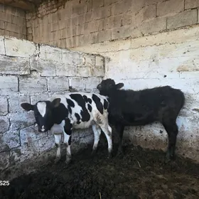 Galasteyin sygyr tuwe okuz