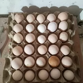 Яйца на инкубатор адлер