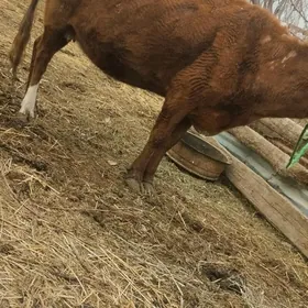 богаз сыгыр