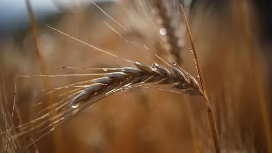 Ученые узнали, где зародилось сельское хозяйство 12 000 лет назад