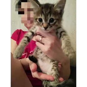 Котята , pisik, пишик