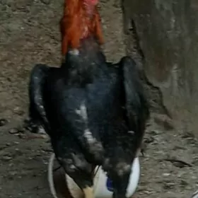 ташкент хораз