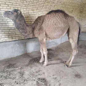 2 ýaşap geçen ogşuk