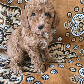 Ред браун мальтипу(пудель)