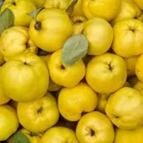 AYWA ESME TURK NAHAL