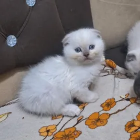 shotland wislouhiy pishikler